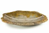 Polished Fossil Coral (Actinocyathus) Dish - Morocco #323050-1